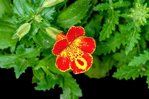 is a geranium a dicot