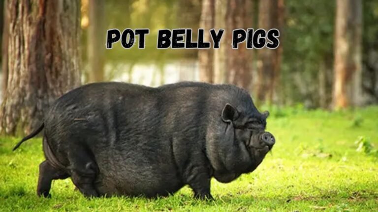 Pot Belly Pigs