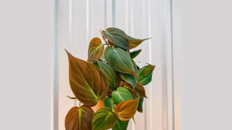 philodendron micans